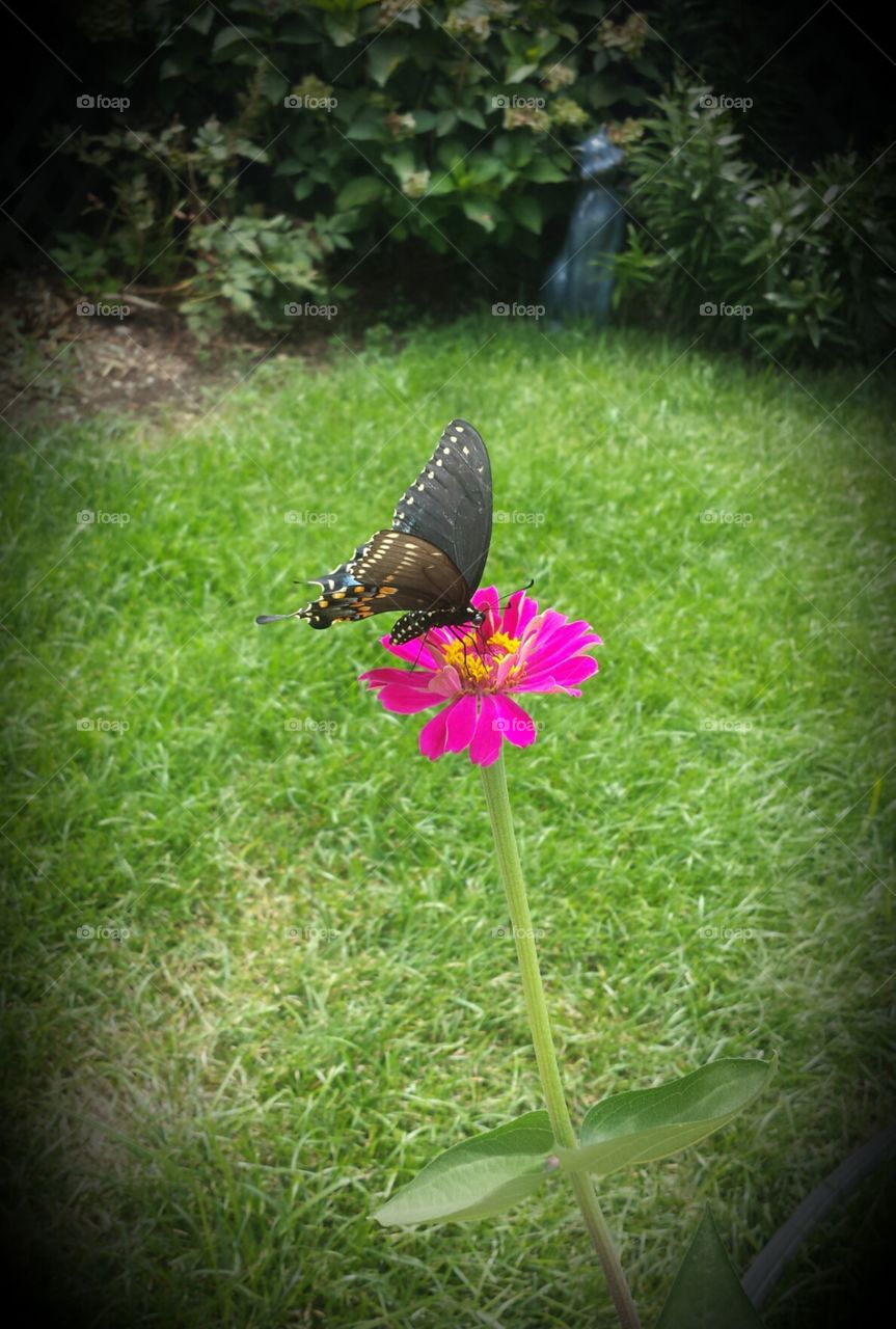 swallowtail & pink zinnia (side view)