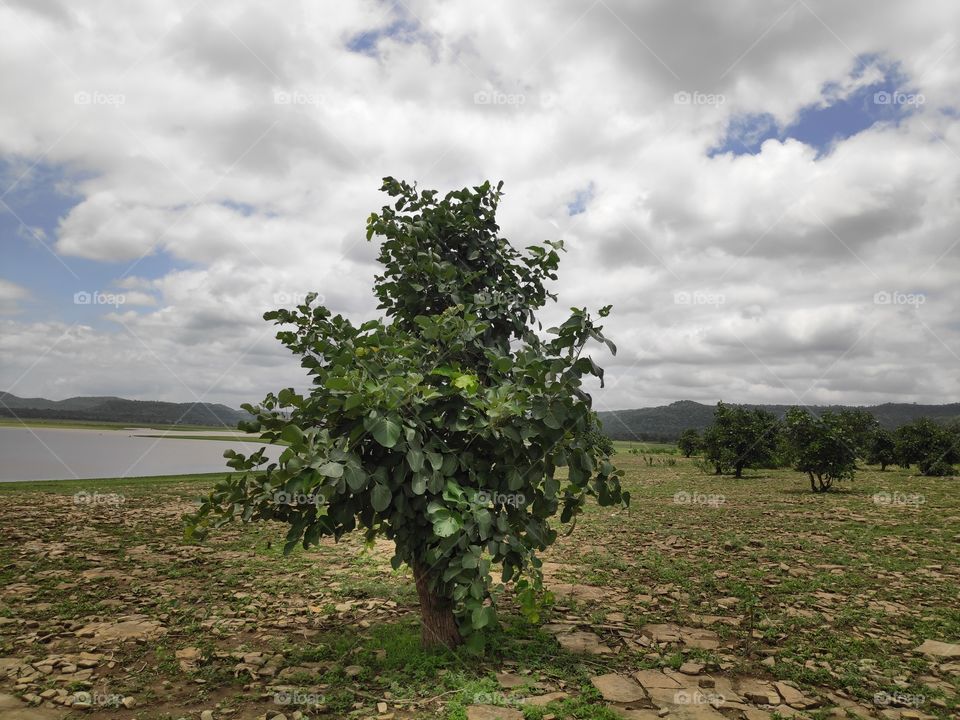 a image of butea monosperma