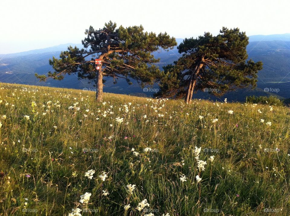 Pine trees