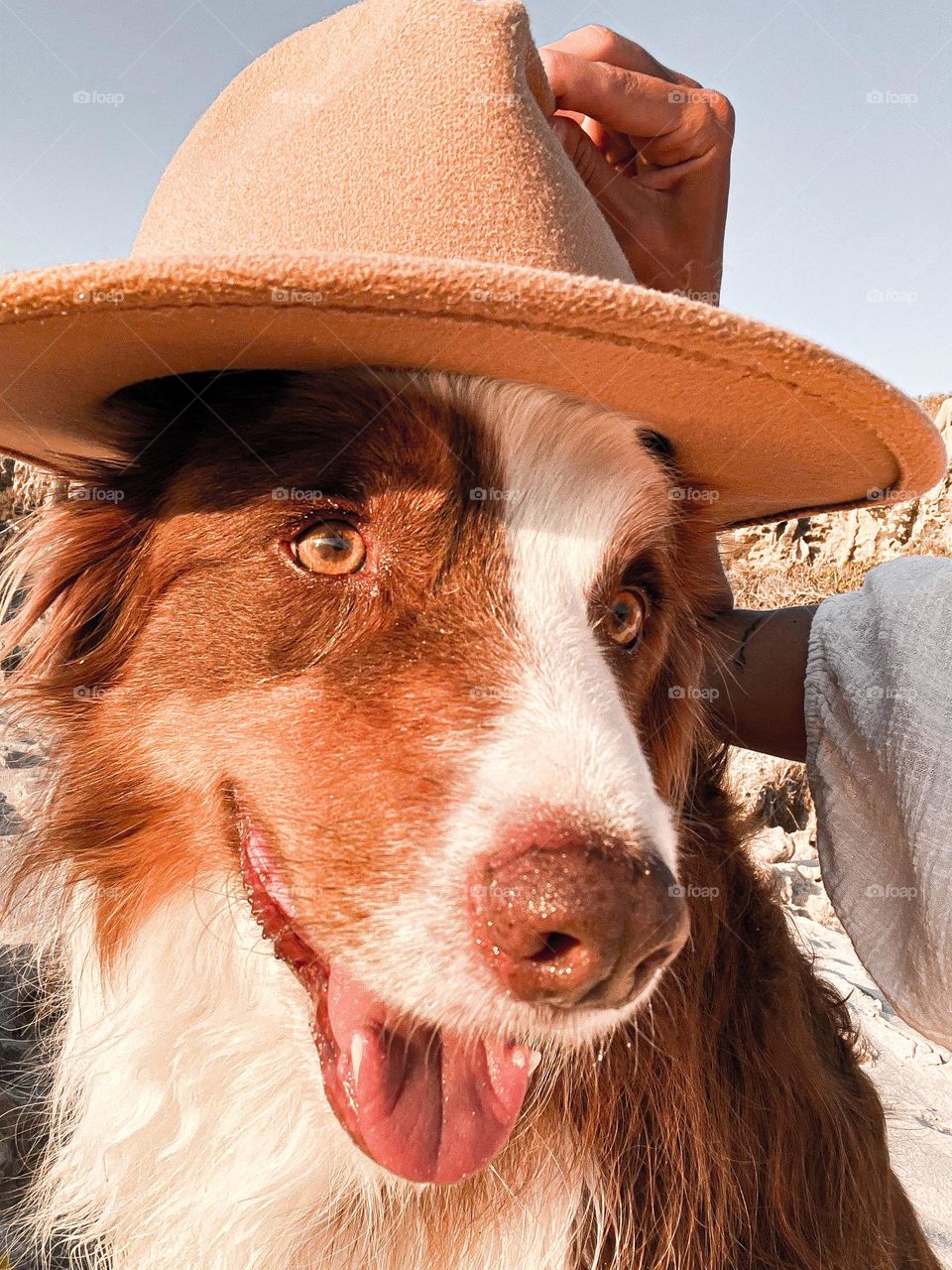 Happy doggo with hat 