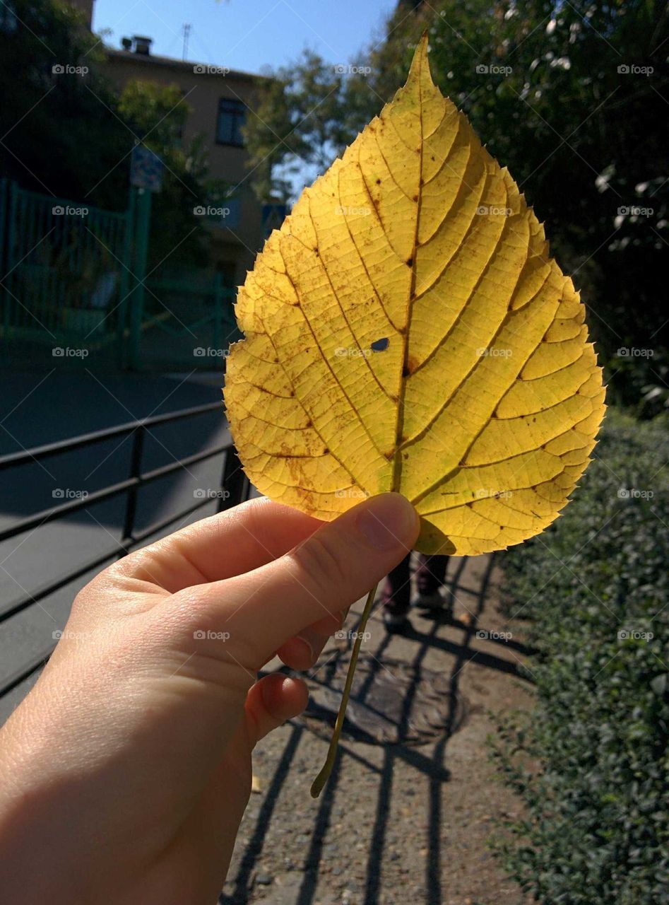 Leaf, Outdoors, Fall, Nature, No Person