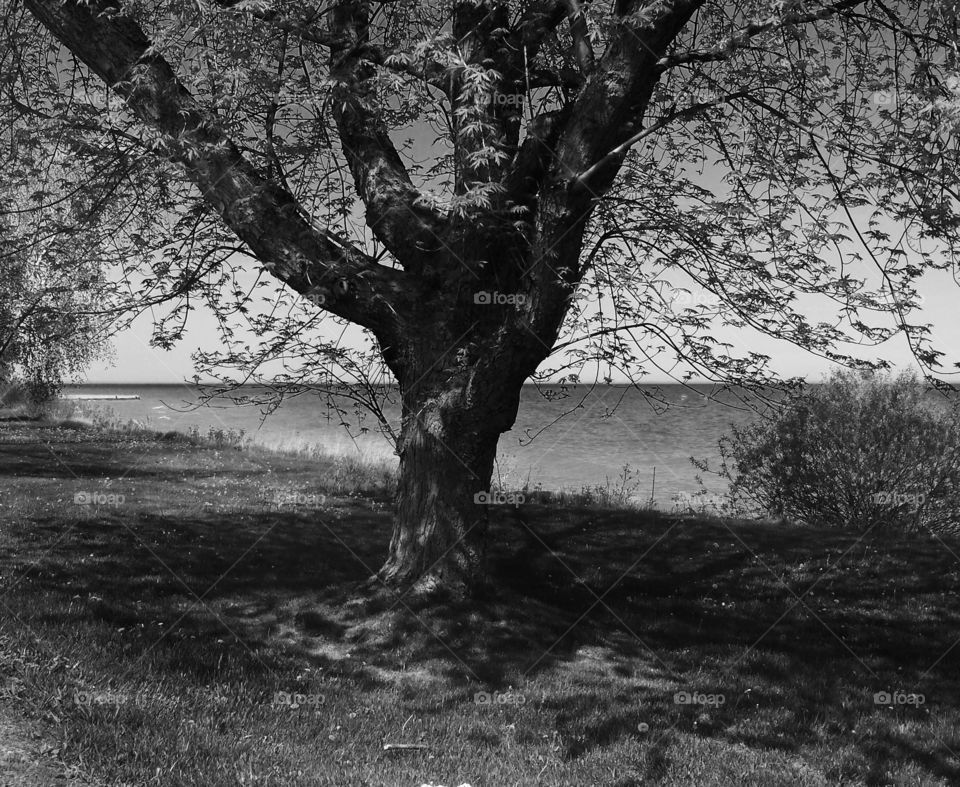 Nature. Tree