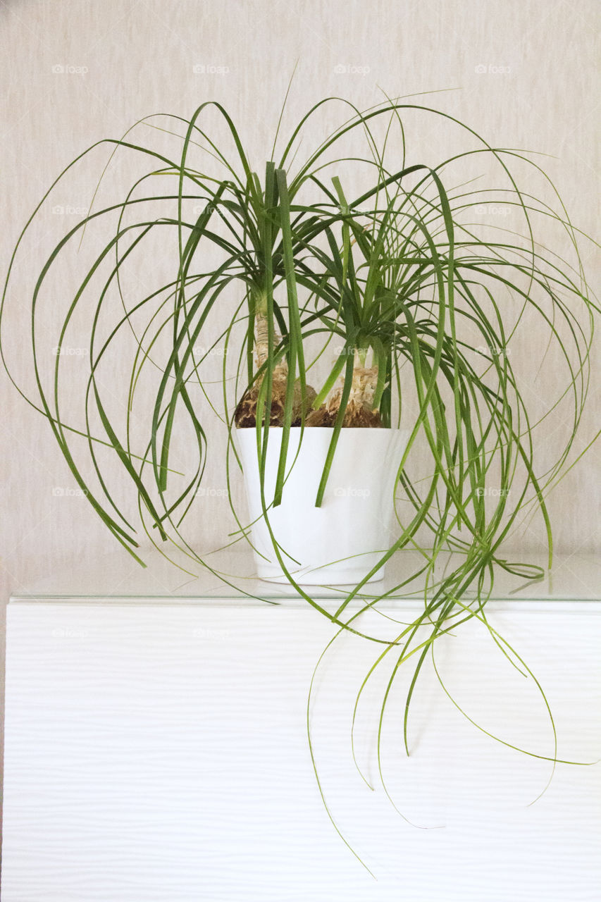 Green ponytail palm plant in a pot - grön flasklilja växt i vit kruka