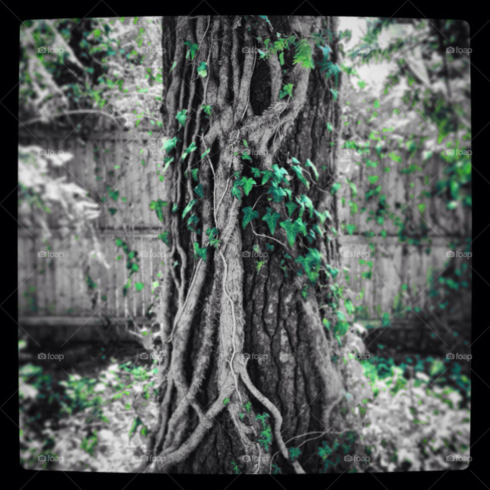 The wise old tree in the garden.