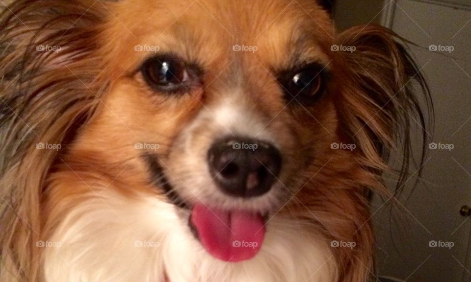 Smiling Papillon