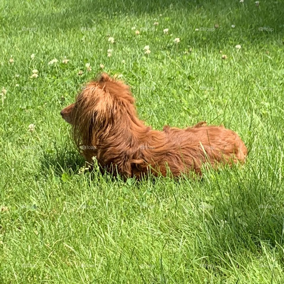 Chilling with Charlie in the Laurentian, Quebec, Canada 