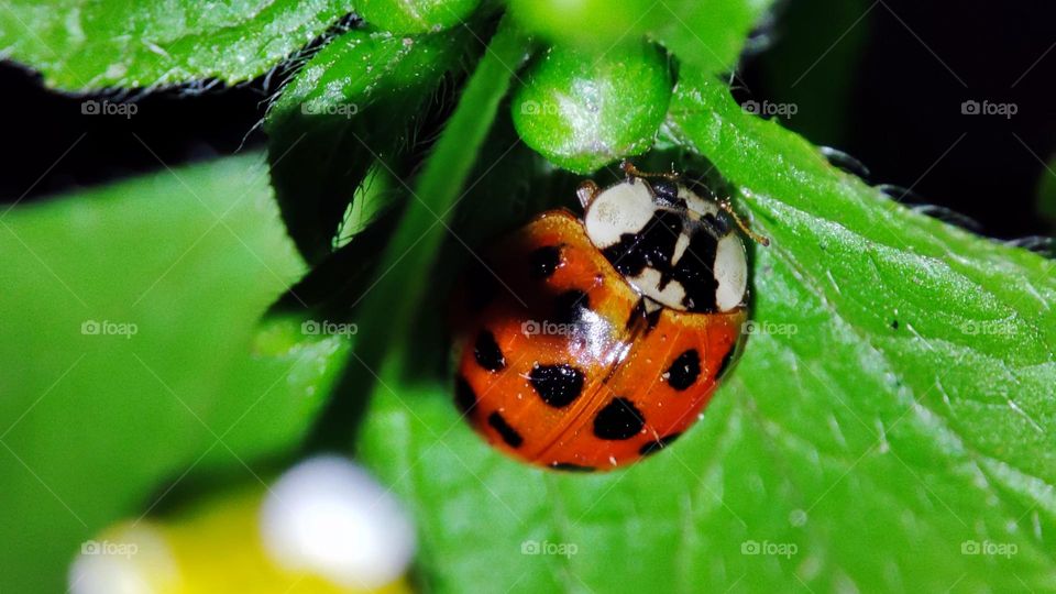 Lady bug