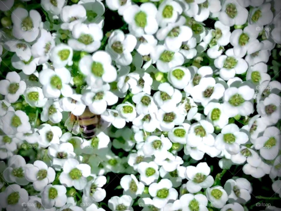 Multiverse. A bed of tiny white flowers with a little bee that stands out - bay house on the coast of Texas. 