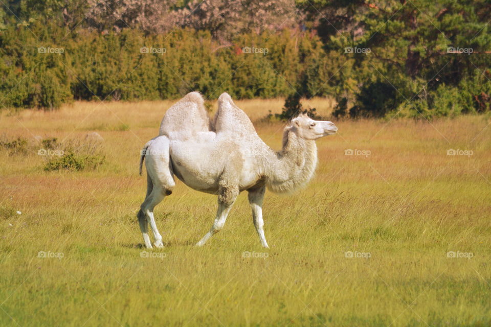 Mammal, No Person, Livestock, Grass, Animal