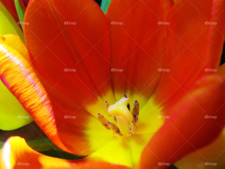 Tulip close up