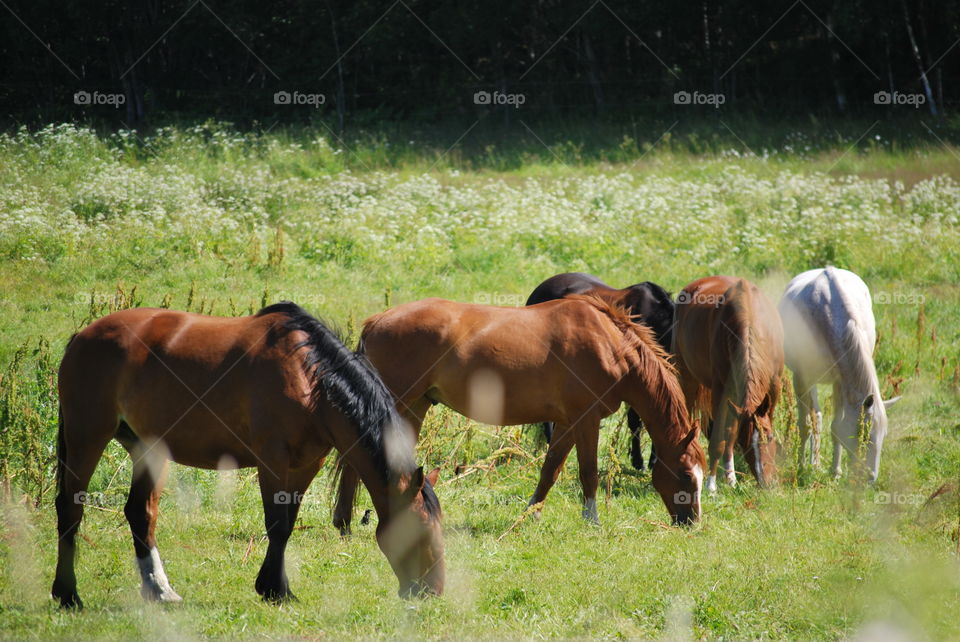 Horses on pasture