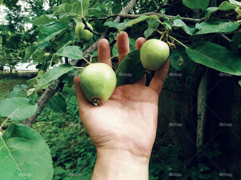 A real green apple on a tree, although not perfect, but very tasty