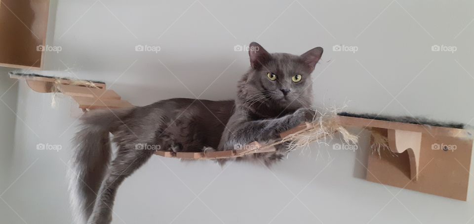 gatinho cinza deitado na rede