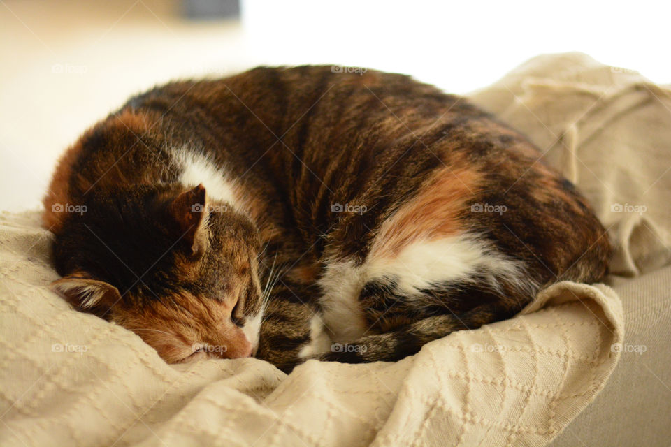 Cat sleeping on the sofa.