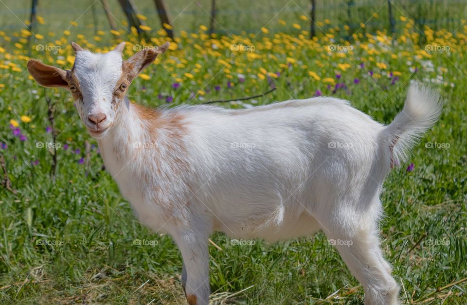 A white doeling goat stands in a meadow of yellow and purple wildflowers 