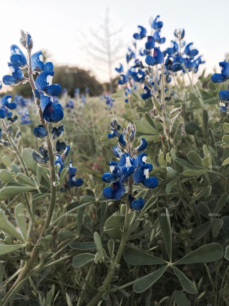 Bluebonnets 