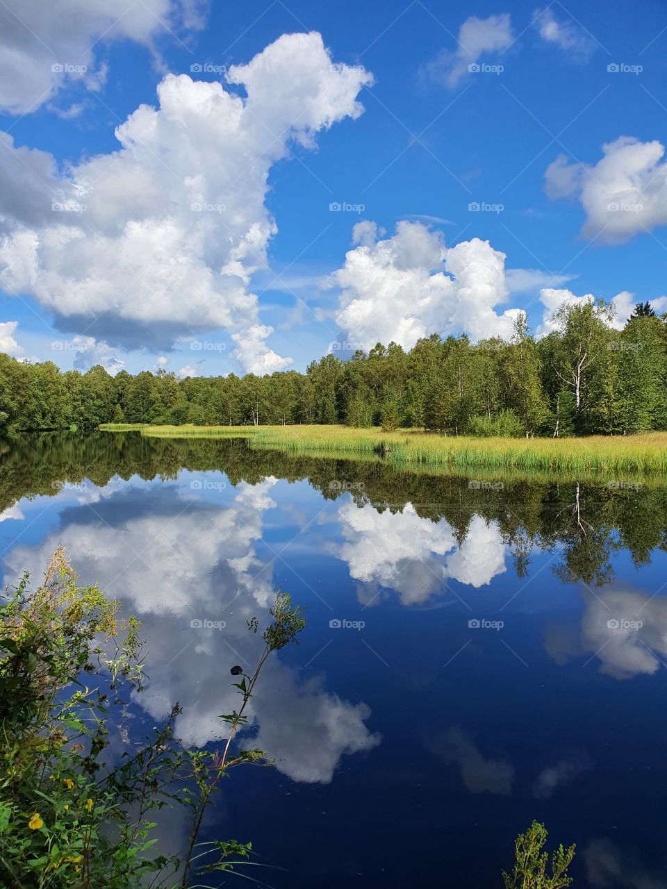 Roses Moor Wasserkuppe