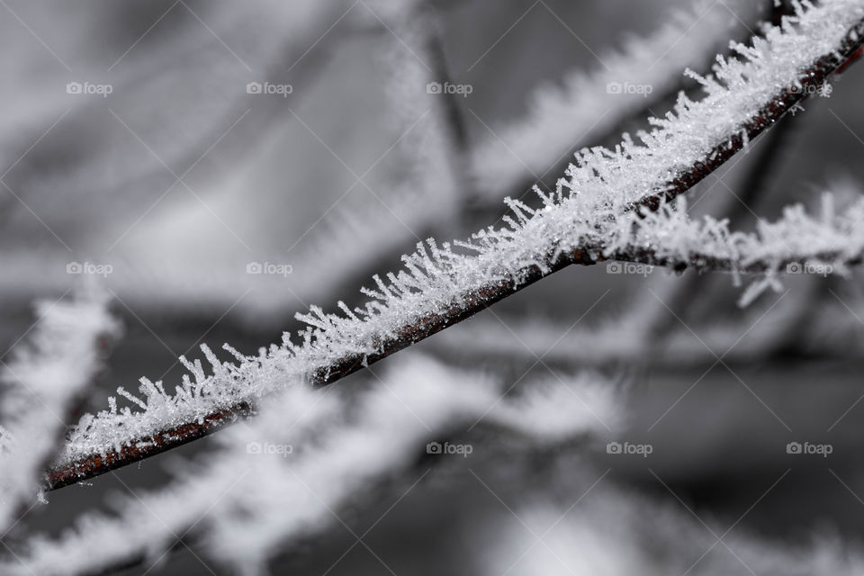 Beautiful frozen wintry branches