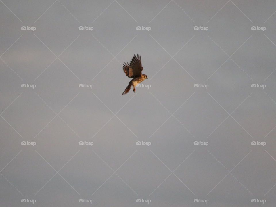 American Kestrel Hovering Over Prey