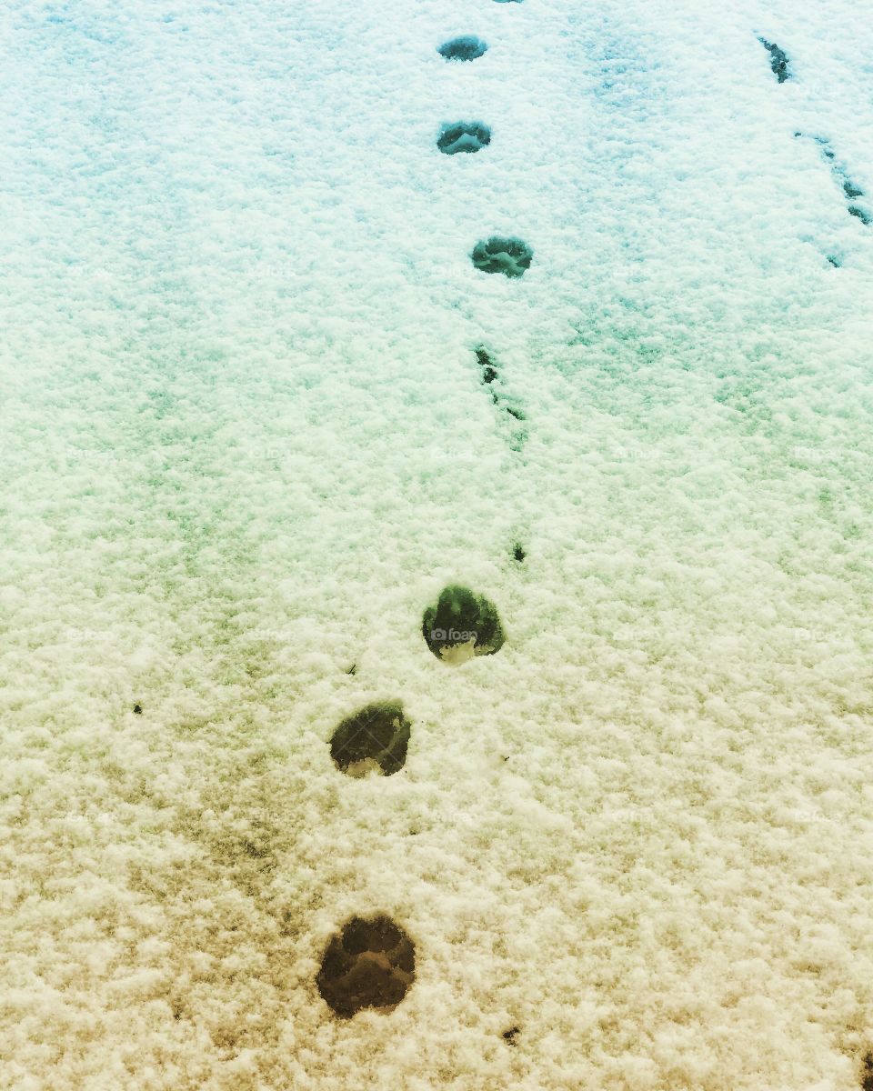 Ombré paw prints in the snow