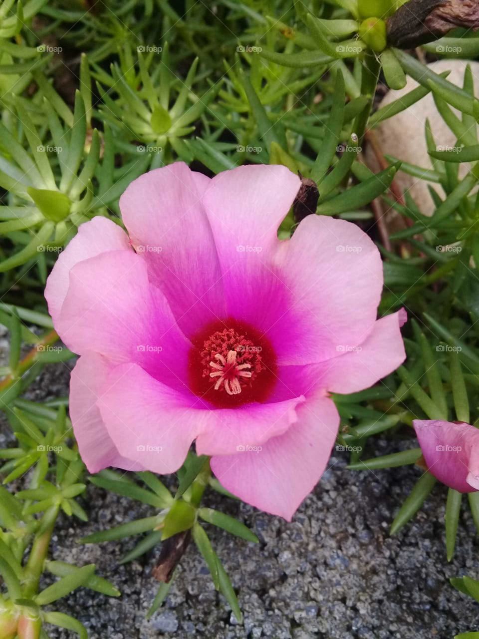 🌹 🇺🇸 Very beautiful flowers to brighten our day.  Live nature and its beauty. Did you like the delicate petals? / 🇧🇷 Flores muito bonitas para alegrar nosso dia. Viva a natureza e sua beleza. Gostaram das pétalas delicadas?