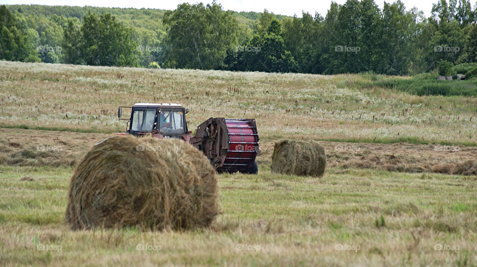 collecting grass for animals. A special attachment on the tractor turns the grass into a roll.