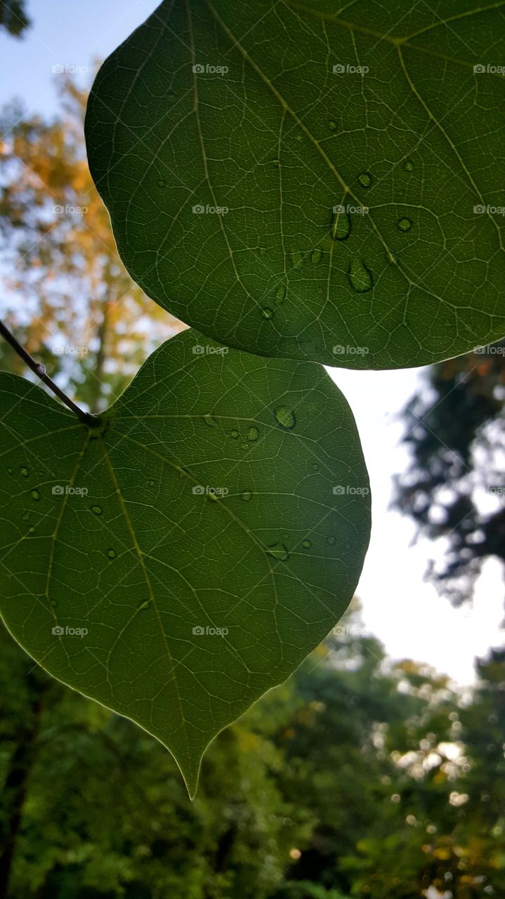 Raindrop on green leaf