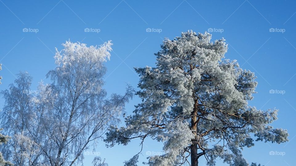 Theese trees look amazing when the ice has made some Work on them.