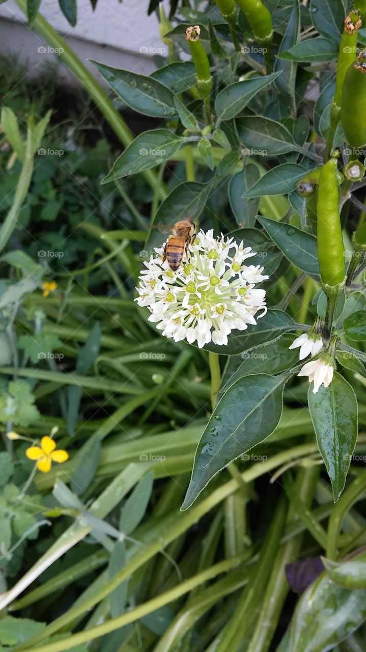 bee getting nectar from a flower