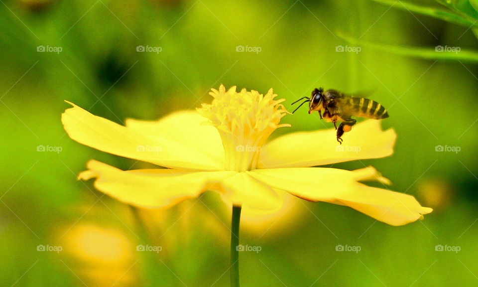 Bee