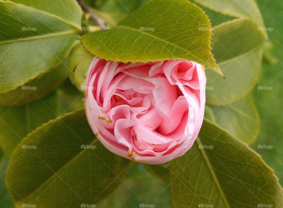A gentle pink rosebud blooms in the garden🌹🥀