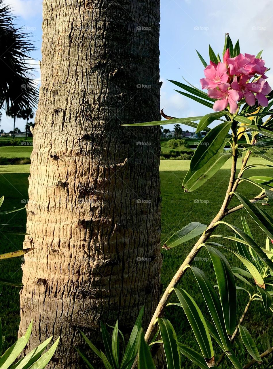 Pink oleander basking in the sun next to a palm tree in front of the golf course in Galveston Texas. 