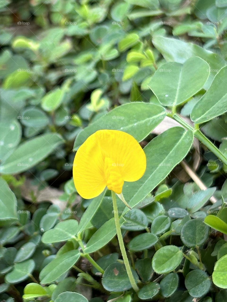 The small yellow flower known as Arachis Pintoior Pintoi peanut 