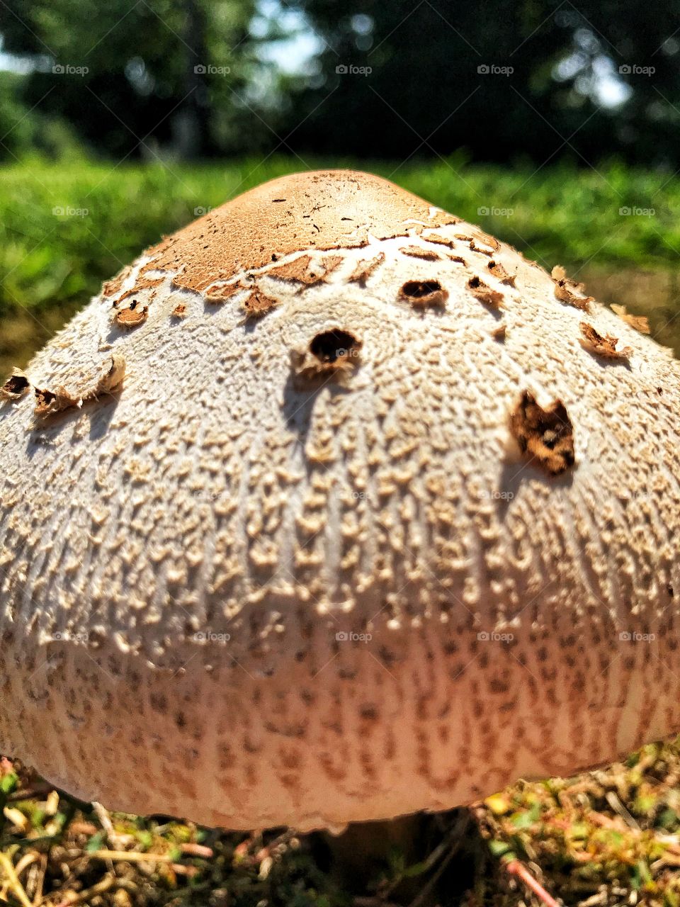 Mushroom