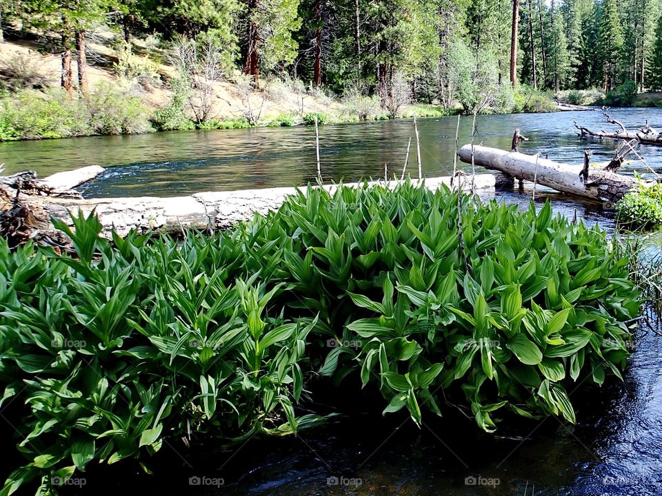 Large leaf green bushes growing along the banks in the Metolius River in Central Oregon on a sunny spring day. 