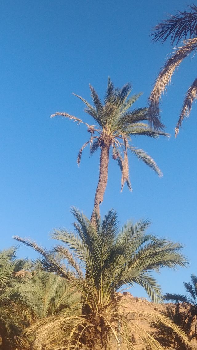 Palm