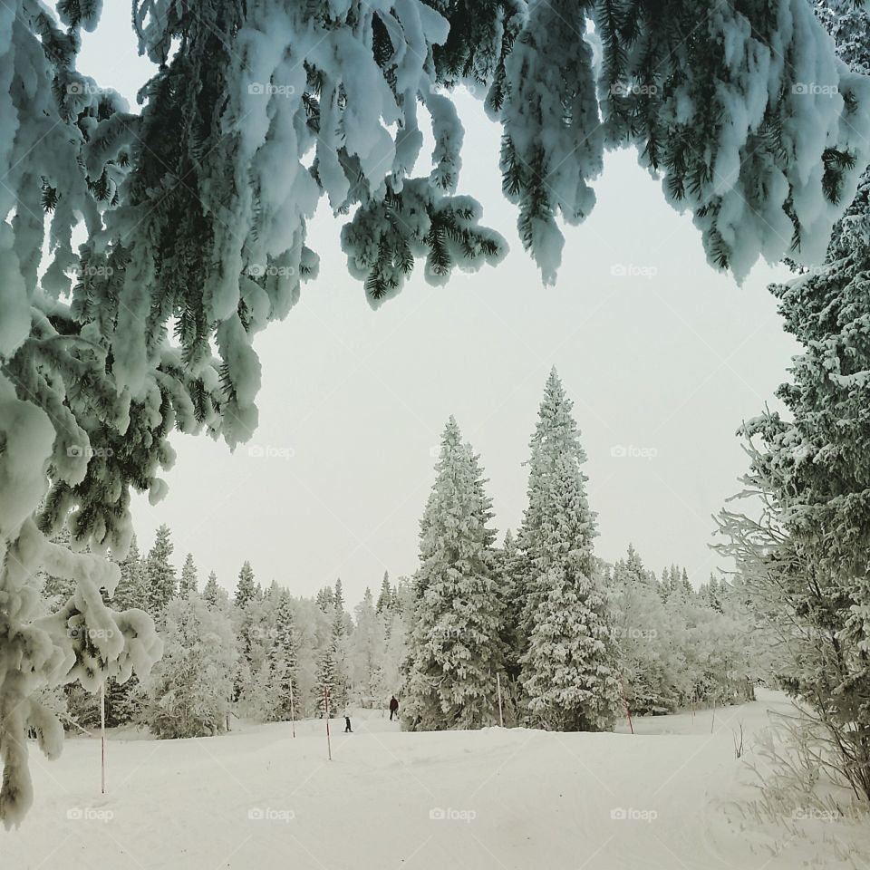 Winter forest and one ski slope