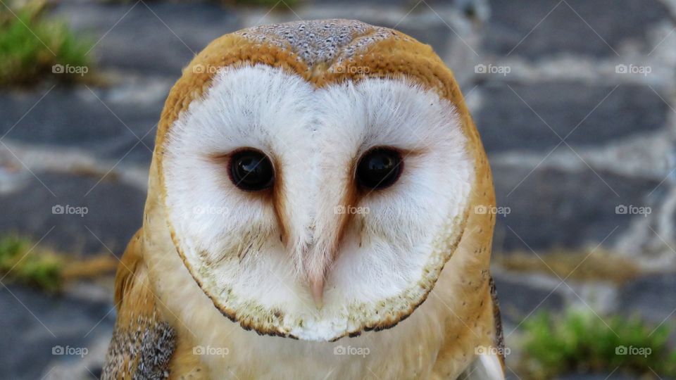 barn owl closeup