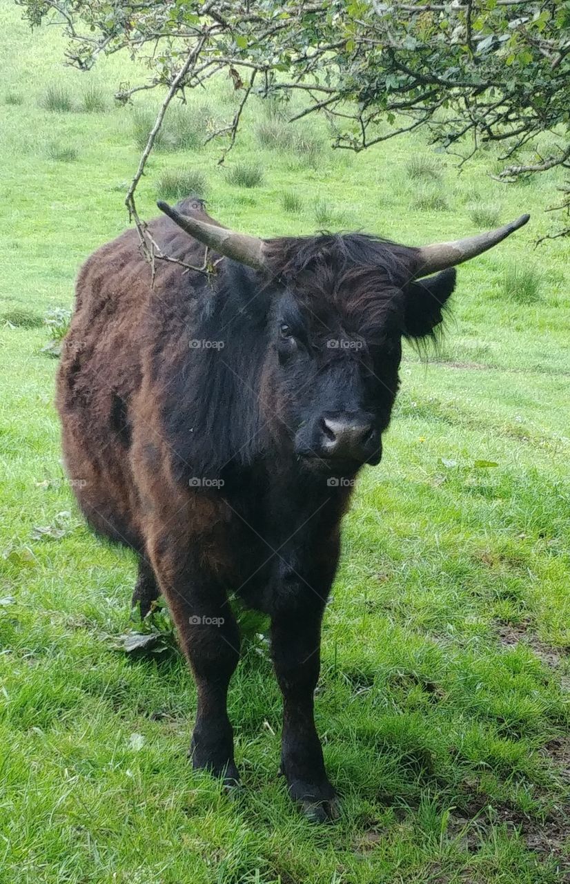 cow schottisches highland rind bull hörner