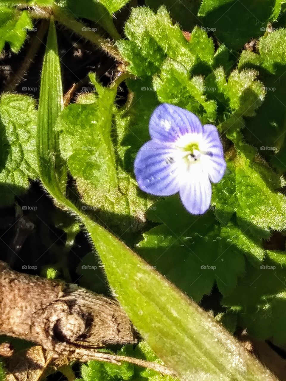 tiny blue flower