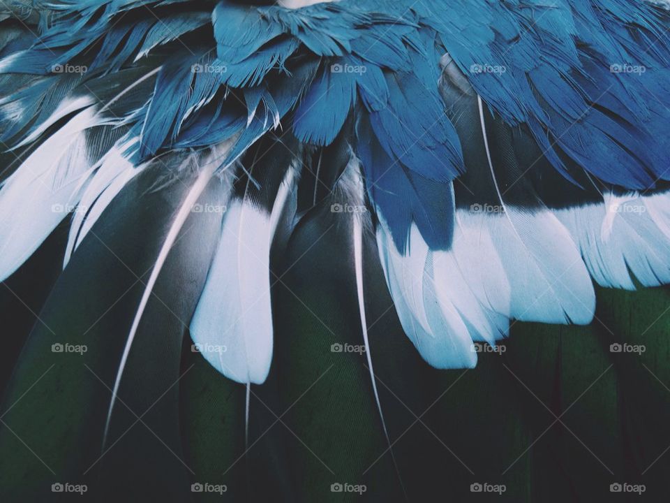 Feathers