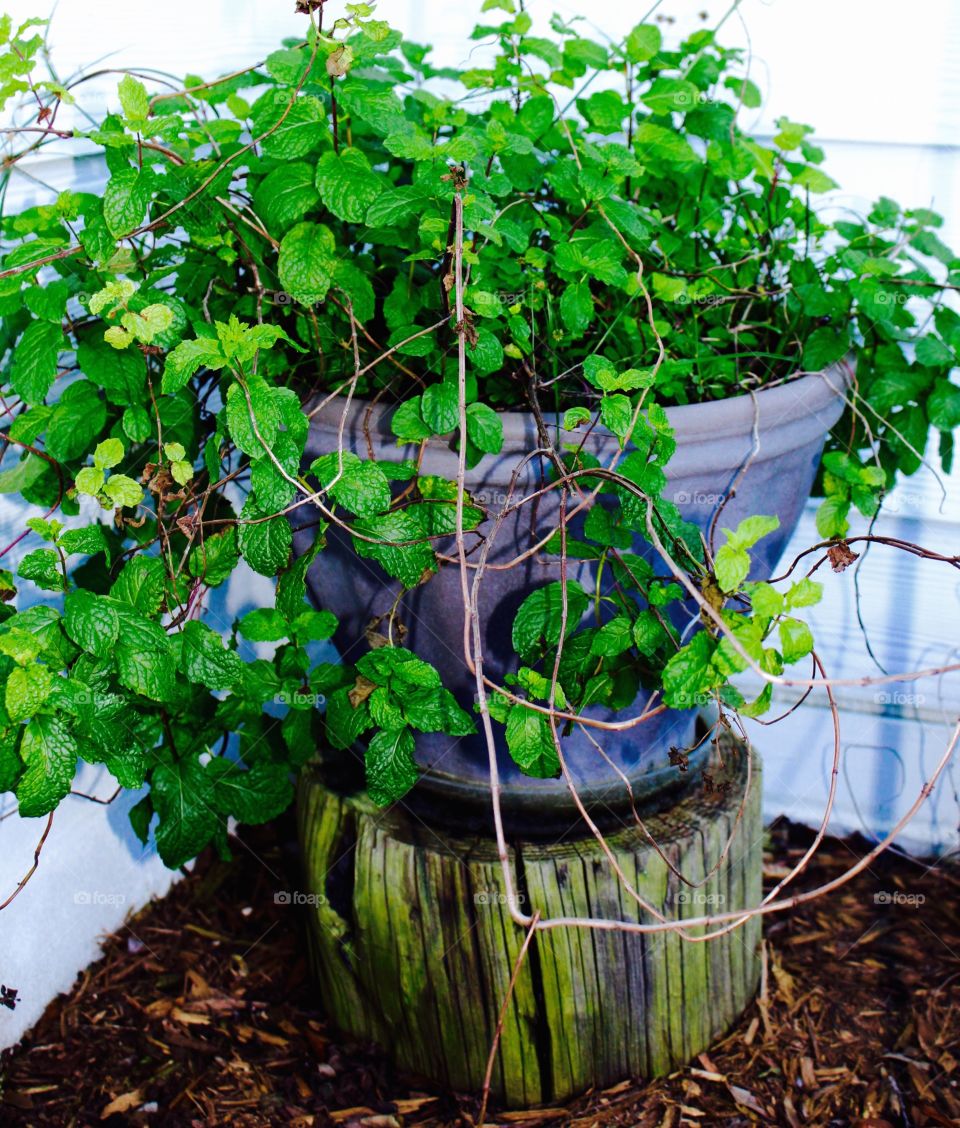 Potted mint