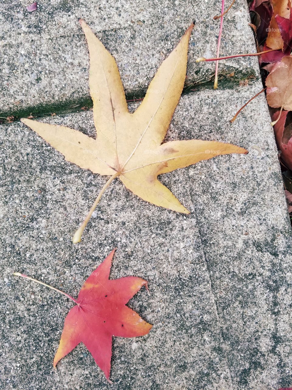 Sidewalk Leaf