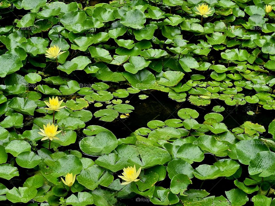 Yellow lotus flowers in summer are refreshing and refined