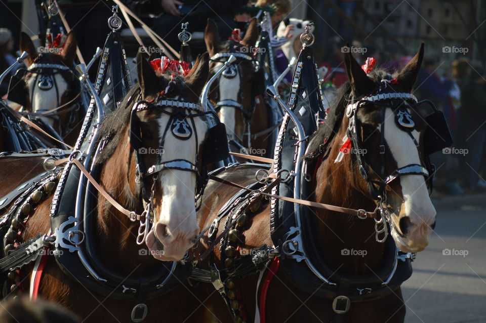 Horse parade