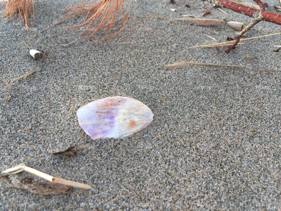 Sand, Beach, Seashore, Shell, Nature