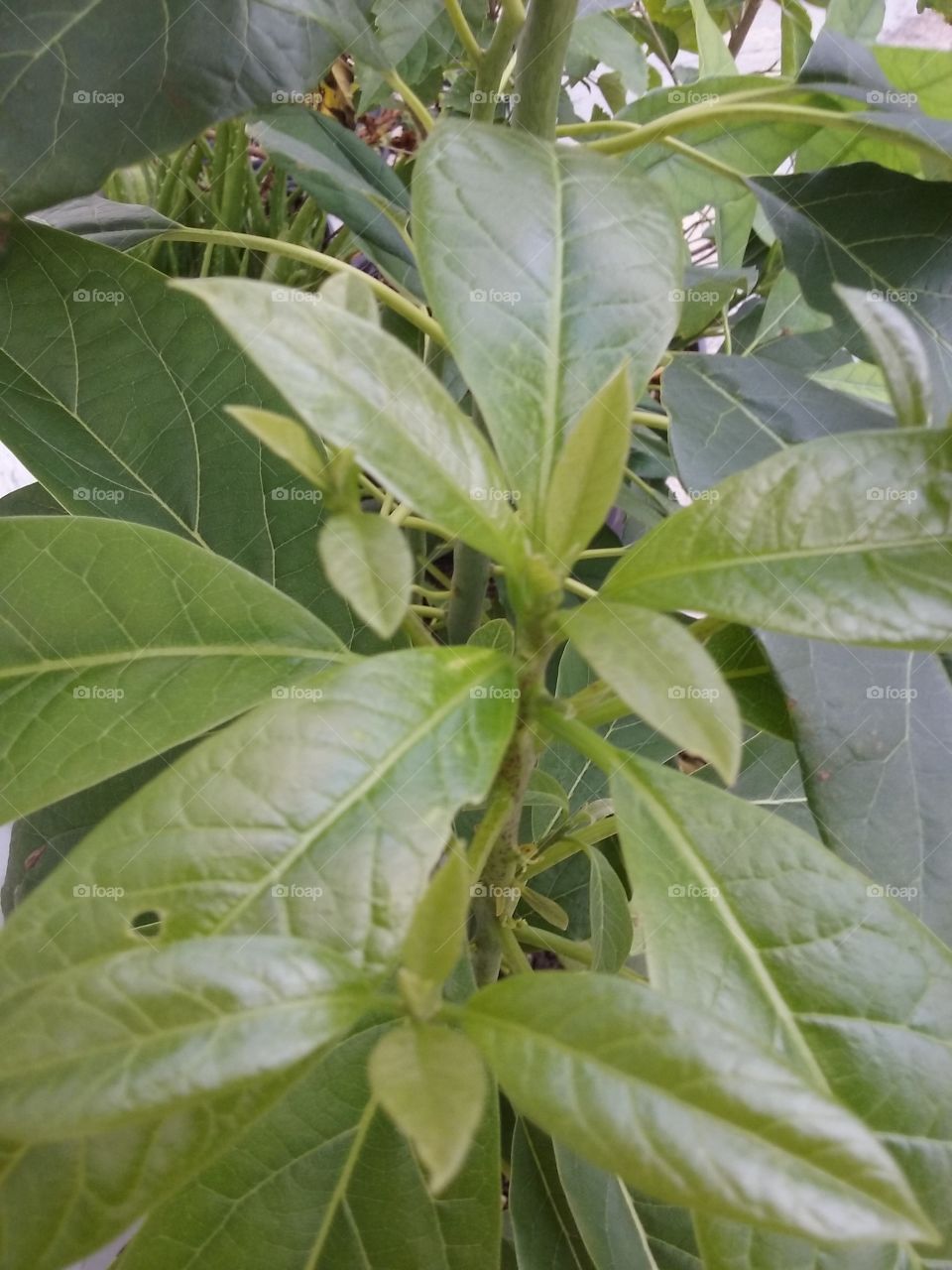 Growing in the Cold of the Winter