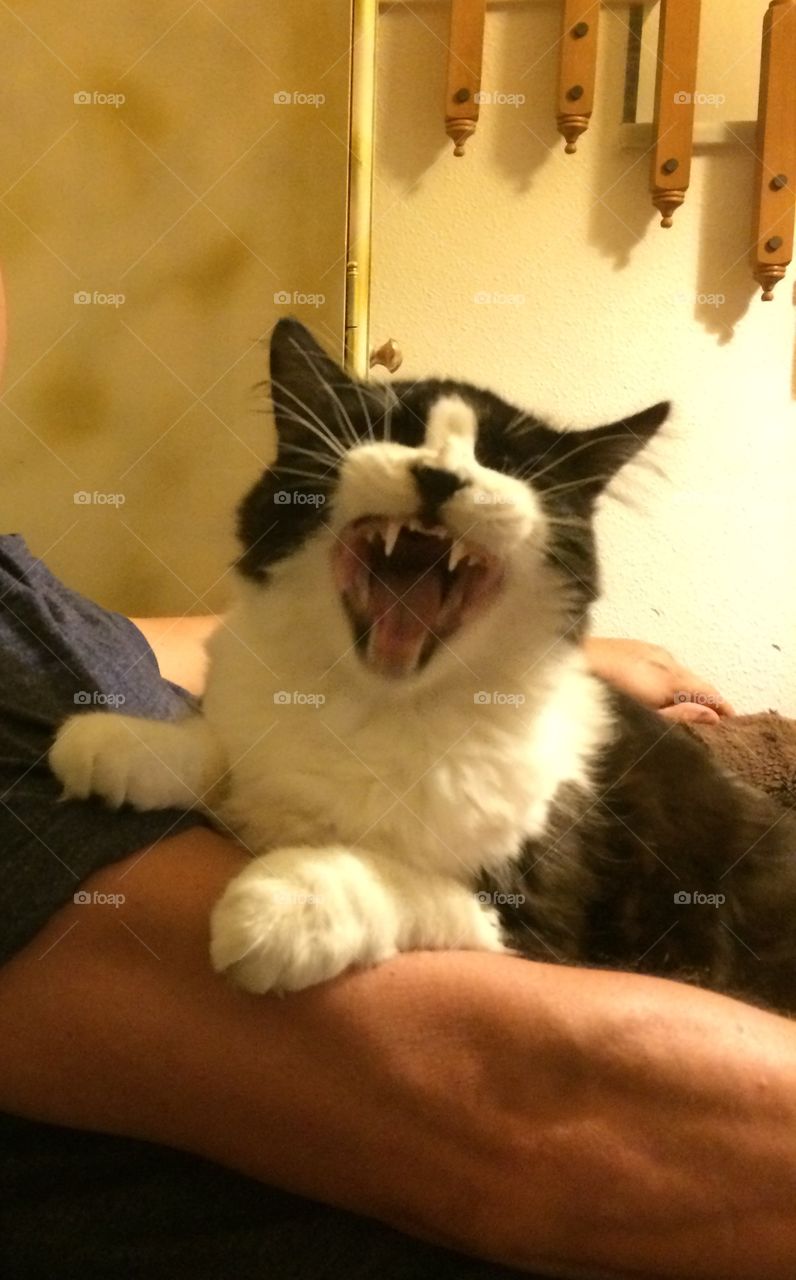 Black  and white cat with scary opened mouth