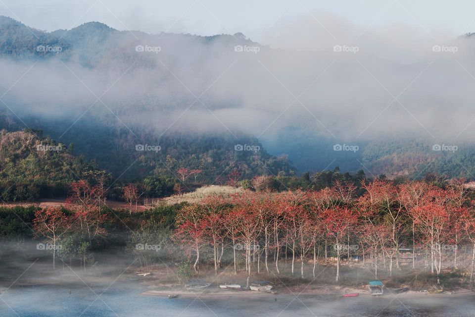 Colorful Trees in the forest along with clouds 