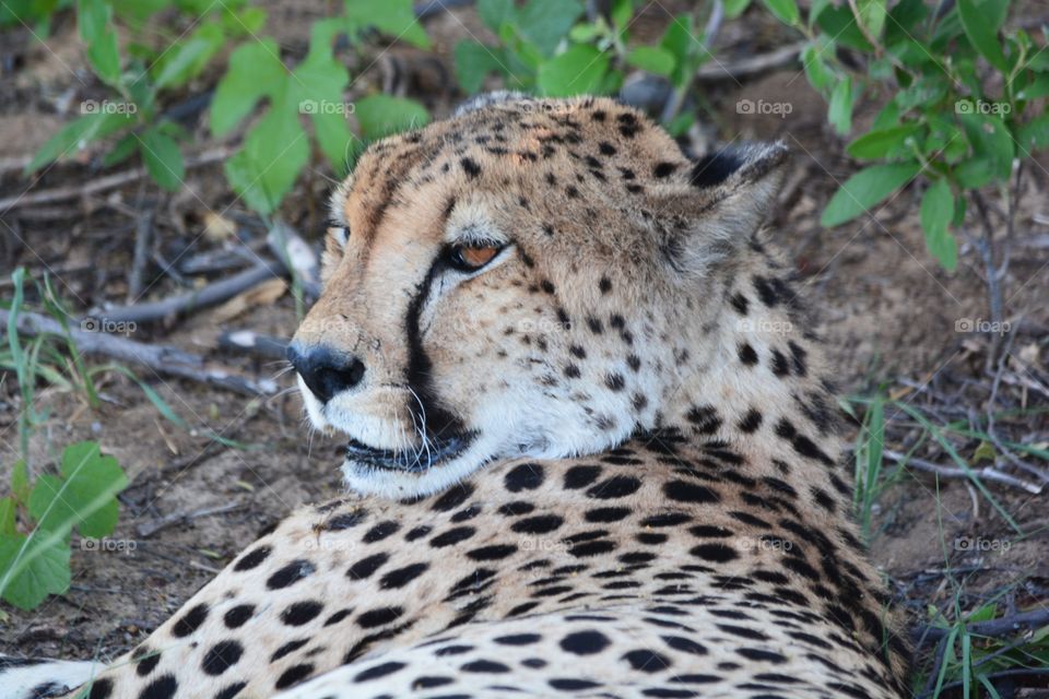 Cheetah resting after a kill 